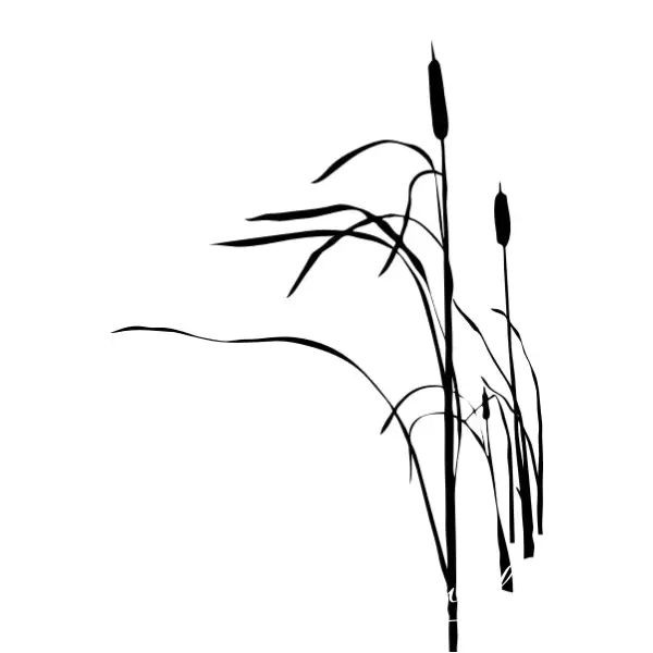 Cattails - Thumbnail 2
