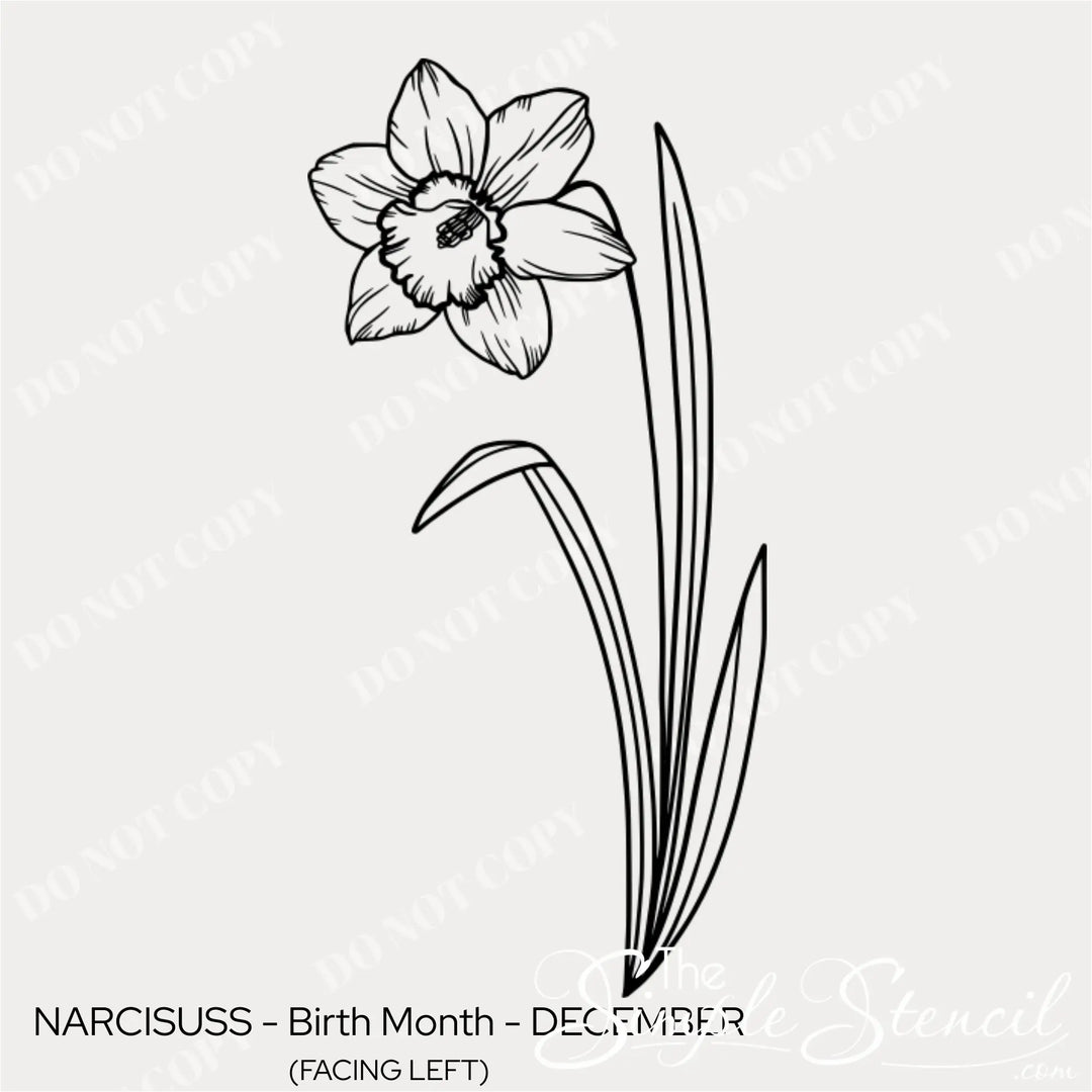 Close up detail of the December Narcissus line art showing the intricate trumpet and star-shaped petal details.